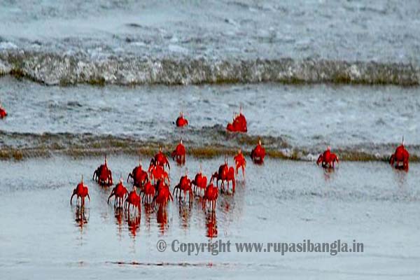 red-crabs-bathing-at-bankiput